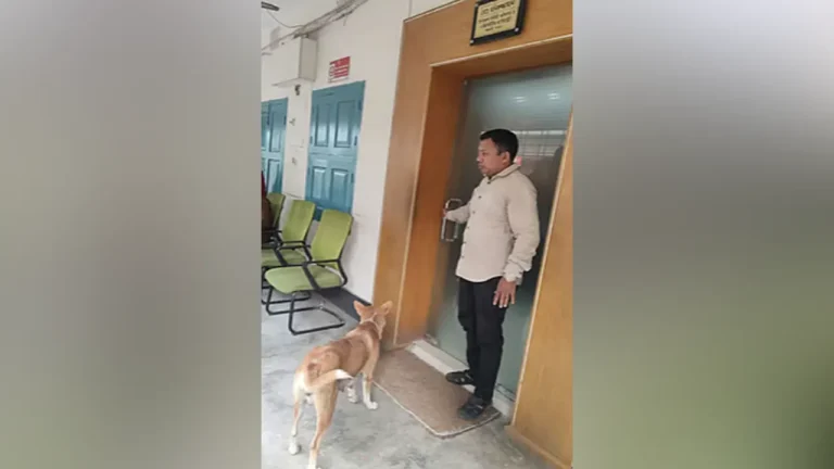 image_245856_1764694288